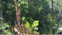 Lote en venta Barrio los ángeles sector Santa Teresita en Quibdó - 2